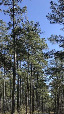 Lake Talquin State Forest