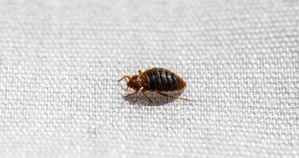 Here's a close-up of one of the bedbugs that we discovered after moving in.