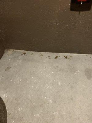 Pet feces in the stairwells right outside of apartments entrance.