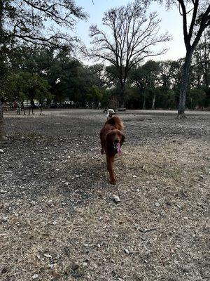 Dusk Dog Park'n because it's HooooWt this summer