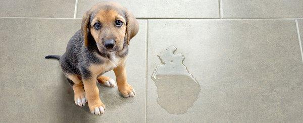 Visit Invisible Fence® Brand to learn how to keep your dog from peeing in the house.