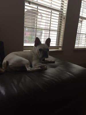 Happy dog on the sofa in our new home!