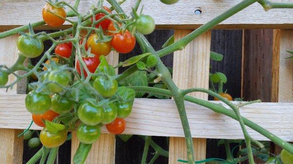 Just a tiny shot of the robust vines and fruit from 1 of our Black Lake Nursery tomato plant, Summer 2021