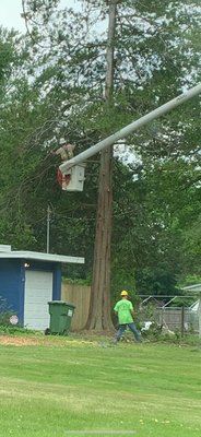 Huge entangled tree is no match for Wayne!