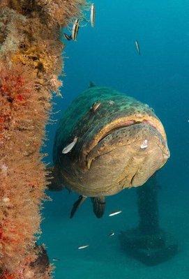 Goliath Grouper seen on FL trip sep 2016.