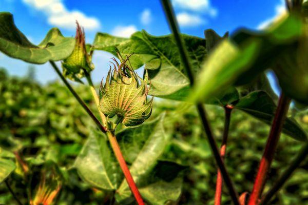 Farmland For Sale