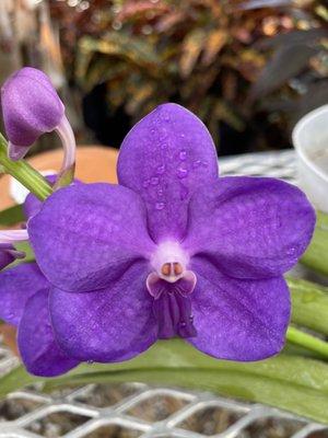 Vanda