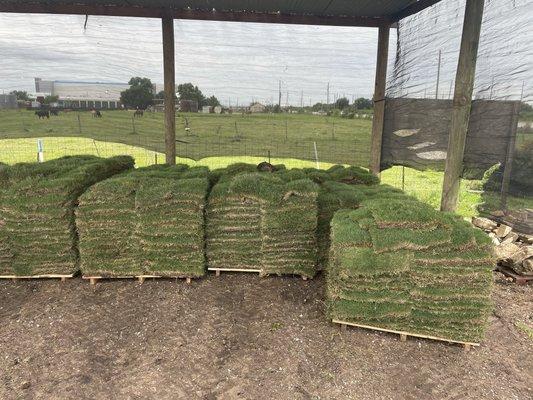 Fresh Sod/Grass Of All Types