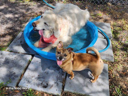 Day at the spa...in the Bobo World...Dog Park near the humane society at New Smyrna Beach.