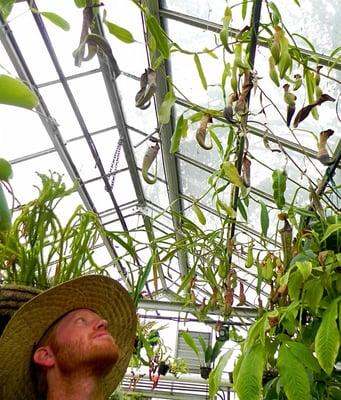 Nepenthes pitchers grow all over one of the greenhouses in the complex Ed Read manages