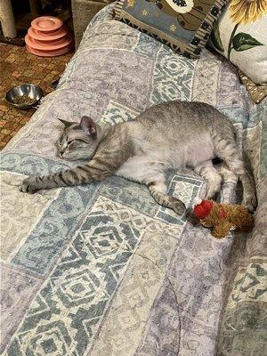 Creamsicle taking a nap on the couch