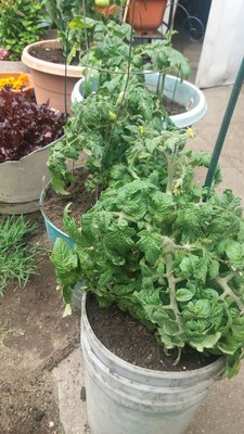 Scored 3 Patio & 2 Beefsteak tomatoes & a few Red Sails. Already planted, bam.