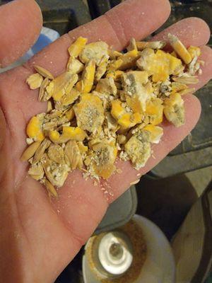 Moldy and crumbly Dry COB