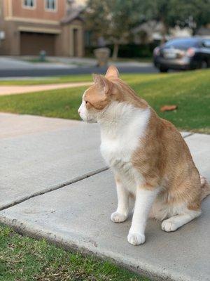 kitty in the neighborhood, beautiful sight  (kitty in da hood)