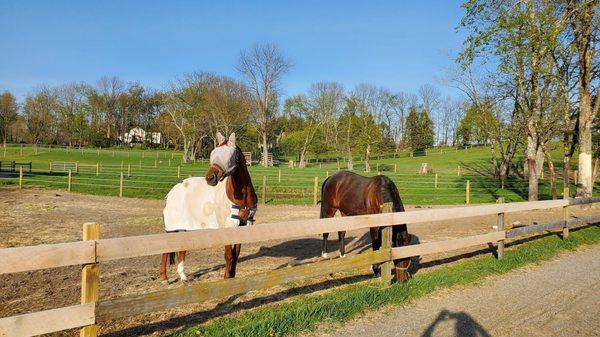 Farm life