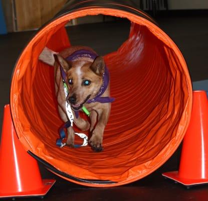 Agility tunnels are fun!