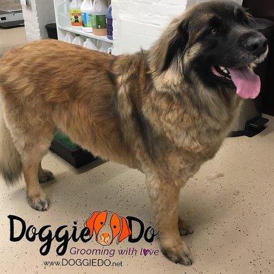 Meet the extremely handsome Dunkin the #Leonberger - #StBernard, #PyreneanMountainDog.