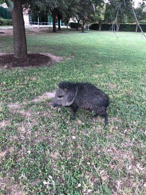 Look what I found roaming the camps! #tamiu #laredo