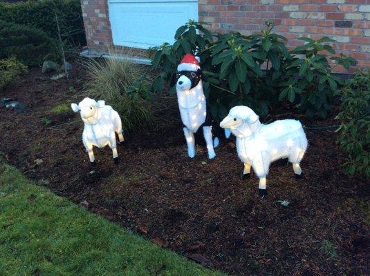 Border Collie watching over his flock.