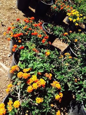 We have lantanas in many color red/orange, yellow, white, and purple .. Come take a look .