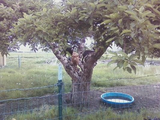 Goats in the Apple Tree