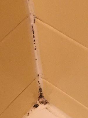 Black mold in shower. Disgusting!