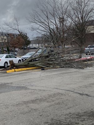 Parking lot after heavy winds!