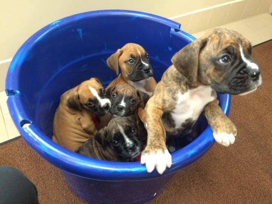 Pail of puppies at the vet for their 1st check-up