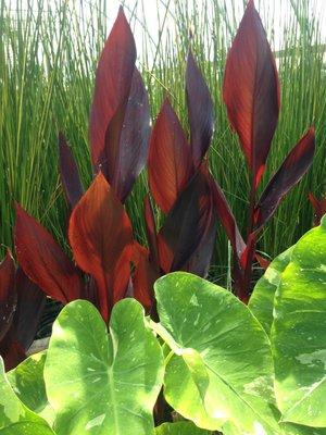 shallow water plants