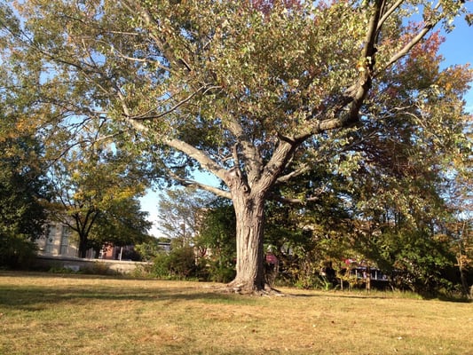 Lovely spot to find enormous squirrels!