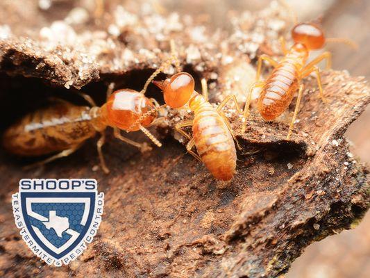 Shoop's Texas Termite & Pest Control