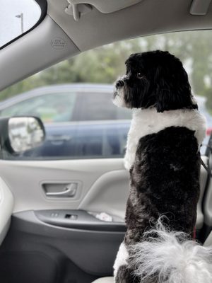 Just leaving his groom!