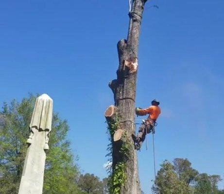 Tree Climber removing tree in Kansas City