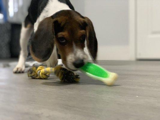 Simba after enjoying his day at Dog House Miami.