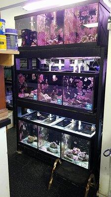 We pride ourselves on keeping a large selection of captive bred fish!