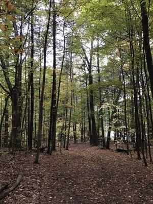 Trail to the lake