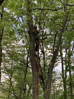 Schaeffers Tree Service