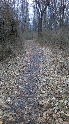 leafy path can get a bit slippery