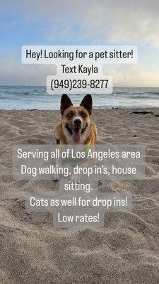 Pet Care Kayla Williams