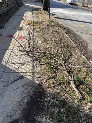 Tree limbs lefts by Anchor Construction (contracted via Pepco)