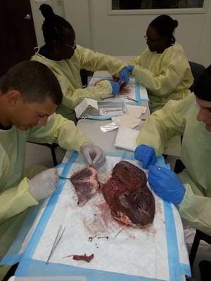 heart dissection