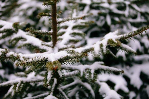 Fraser firs hold ornaments steadily while retaining needles well