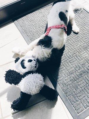 Dixie happy with her new toy and bone!