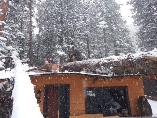 Removing a large uprooted Douglas fir from a cabin in Estes Park