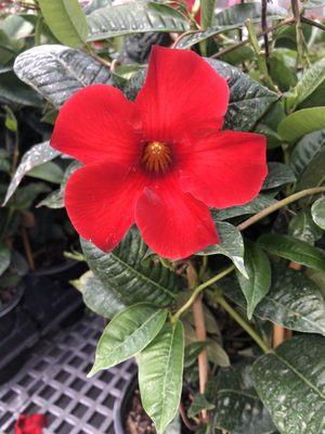 Mandevilla