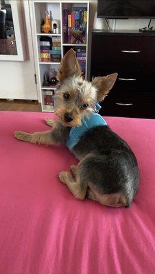 My daughters six month old Yorky Toto