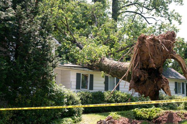 Houston Tree Removal Services