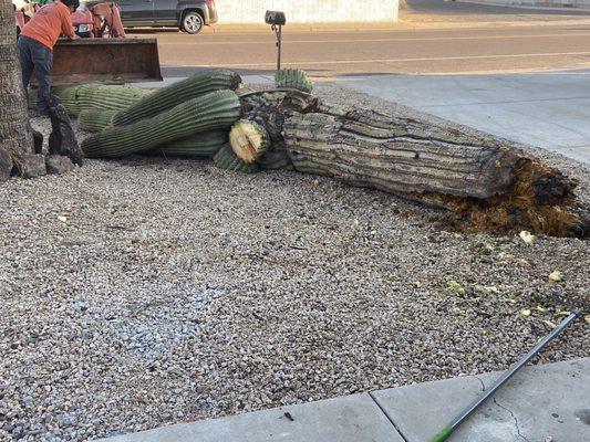 Due to not enough rain this Saguaro had started to die. Extremely tall and heavy arms started falling off.