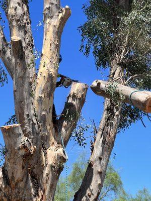 Branching Out Tree Service