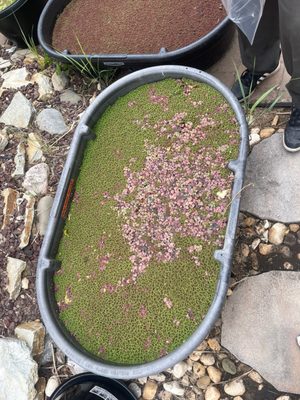 Pond of red roof floaters